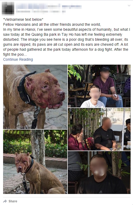 
Câu chuyện và hình ảnh về tình trạng chọi chó ở Hà Nội được người đàn ông nước ngoài chia sẻ: Ảnh: Chụp màn hình