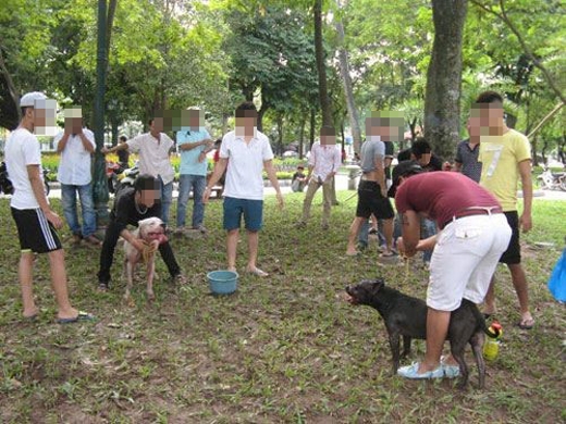 Người nước ngoài bức xúc trước tình trạng chọi chó ở Hà Nội