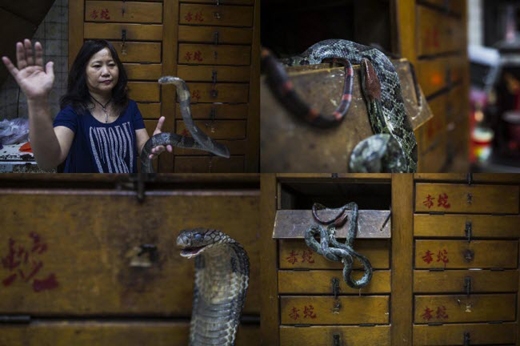
Bà Chau Ka Ling, chủ nhân của cửa hàng She Wong Hip, quận Sham Shui Po đang cầm trên tay một con rắn hổ mang. Ngoài việc kinh doanh, bà Ling còn giúp chính quyền xử lí rắn hoang dã. Ảnh: Internet