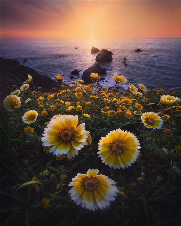 
Đôi khi những gì đẹp nhất nằm ở sự đơn giản, như cách những bông hoa dại này nở bung xòe ở mũi Mori, thành phố Daly, San Francisco. (Ảnh: IG @shainblumphotography)
