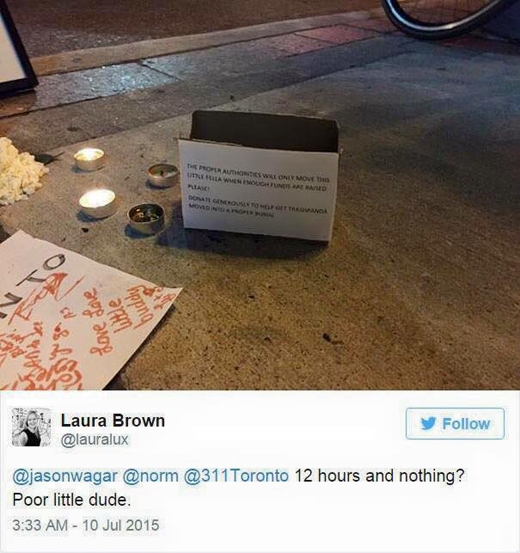 Người dân Toronto đặt hoa thắp nến cho chú gấu mèo tử nạn