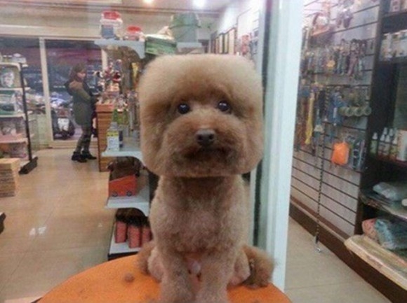 
Cắt tóc đầu vuông cho cún cưng nở rộ vào giữa năm nay. (Ảnh: Internet)