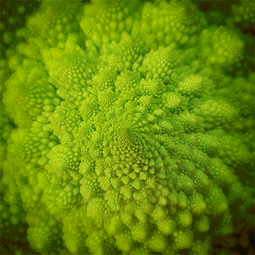 
Cây bông cải Romanesco Broccoli - loại rau đẹp nhất thế giới - cũng trở nên ảo diệu. (Ảnh: Bored Panda)