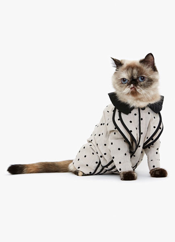 Choáng với hình ảnh Fashionista của các chú mèo trên thế giới
