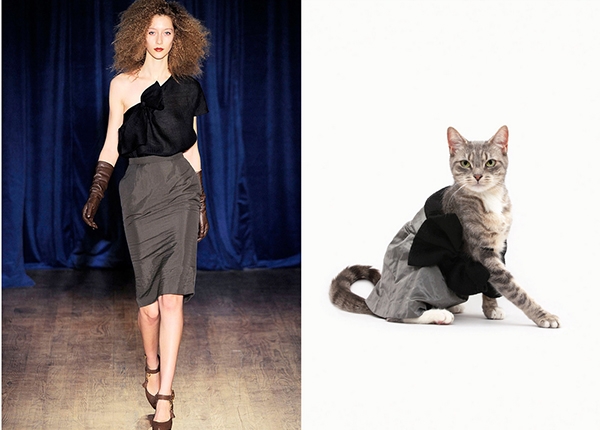 Choáng với hình ảnh Fashionista của các chú mèo trên thế giới