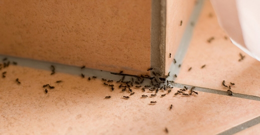 
Bịt tất cả các lối ra vào của kiến, đặc biệt là tổ chúng đục dưới sàn nhà. (Ảnh: Internet)