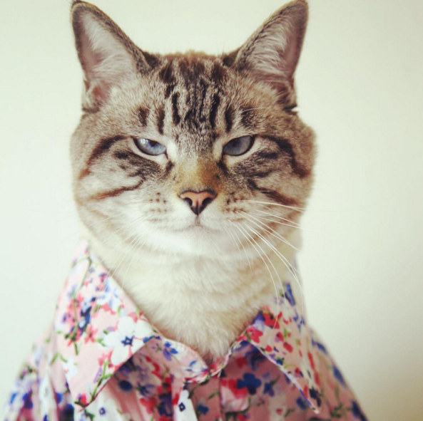 
Tiếp nối ý tưởng của United Bamboo, rất nhiều công ty thời trang khác cũng dùng mèo để làm mẫu cho các trang phục của mình. Rất nhiều hiện tượng "Mèo fashionista" từ đó nổi lên trên các trang mạng xã hội ở Mỹ. 