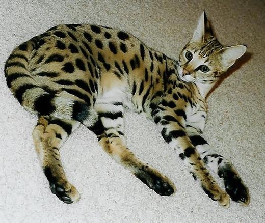 
Mèo Savannah đặc trưng với những đốm trên cơ thể giống báo, là kết quả của cuộc giao phối giữa mèo hoang dã Sevral với mèo Xiêm trong nước. (Ảnh: Bored Panda)