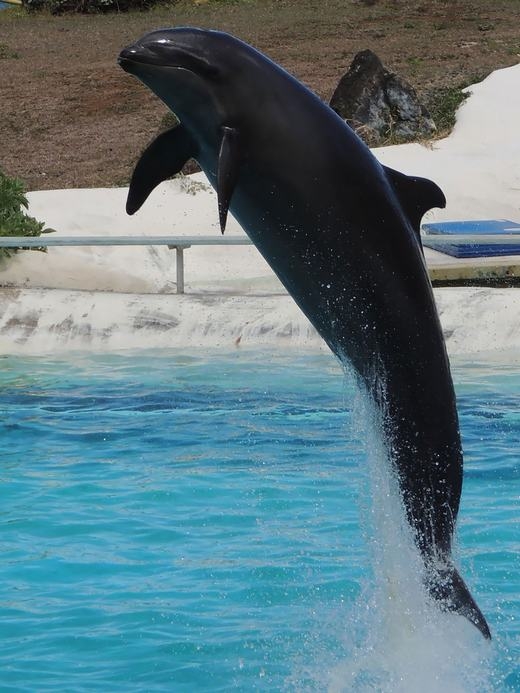 
Wholphin là kết quả của sự kết hợp giữa cá giả hổ kình đực (false killer whale) và cá heo (dolphin) cái. Chú cá lai này cực hiếm, hiện chỉ có 1 con duy nhất đang tồn tại trên thế giới. (Ảnh: Bored Panda)