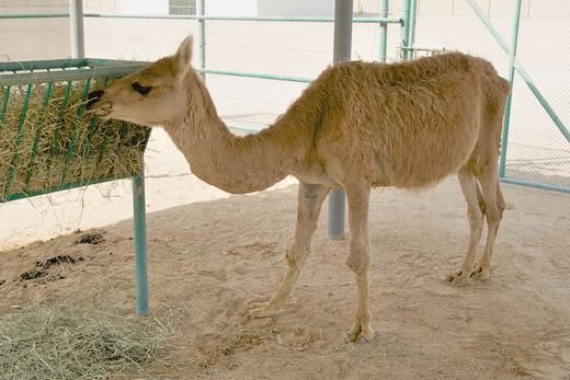 
Cama là con vật được trung tâm Sinh sản Camel tại Dubai tạo ra năm 1998 bằng thụ tinh nhân tạo. Đây là sự kết hợp của lạc đà và Llama – loài có ngoại hình tương tự lạc đà, sống chủ yếu ở dãy núi Andes thuộc Peru và Bolivia. (Ảnh: Bored Panda)