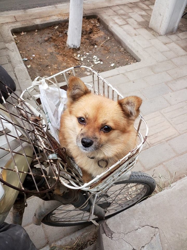
Chú chó dễ thương thường ngồi trên giỏ xe. (Ảnh: Internet)