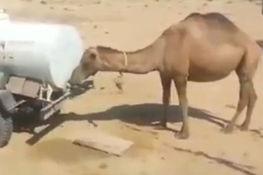 
Chú lạc đà thông minh đã biết tự vặn vòi để uống nước một cách thuần thục. (Nguồn: Internet)