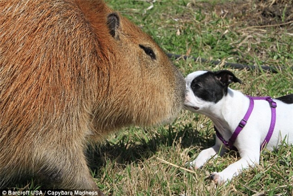 
Capybara là loài chuột lang có kích thước lớn bậc nhất thế giới. (Ảnh: Internet)