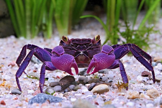 
Một giống cua ma cà rồng (Vampire crab) mới được phát hiện có tên khoa học Geosesarma dennerle. Vào tháng 3, các nhà khoa học thông báo họ đã tìm ra được nguồn gốc của loài cua này có từ Đông Nam Á. Loài cua này hiện được nuôi làm cảnh với giá trị cao. (Ảnh: Chris Lukhapu)