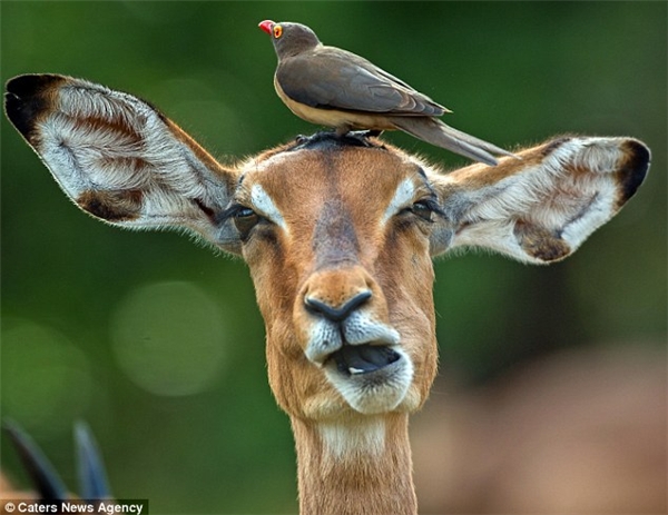 
Chú chim mỏ đỏ đậu rất lâu trên đầu con linh dương và thể hiện những cử chỉ "âu yếm".(Ảnh: Internet)