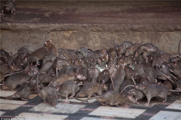 
Trong ngôi đền Karni Mata, Ấn Độ, chuột là loài vật nuôi được ưa chuộng. (Ảnh: Internet)