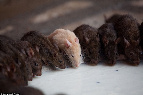 
Những con chuột bạch được xem là quý giá hơn cả. (Ảnh: Internet)