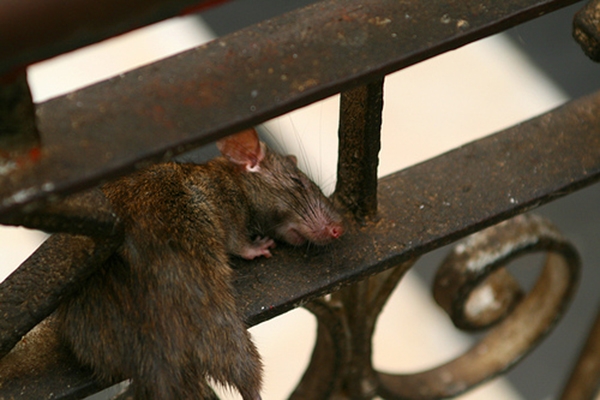
Một chú chuột nằm ngủ rất thong dong trong đền. (Ảnh: Internet)