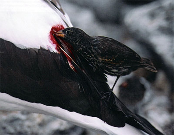 
Con chim sẻ đục nát thân chim sula và hút máu cho đến khi cạn kiệt (Ảnh: Internet)