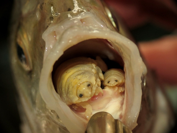 
Sau khi đã hút cạn máu trên, chúng gắn chặt vào phần gốc lưỡi và thay thế lưỡi cá. (Ảnh: Internet)