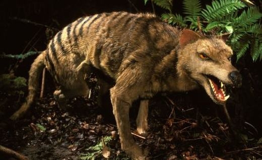 
Chó sói Tasmania là loài cực kì hung dữ. (Ảnh: Internet)