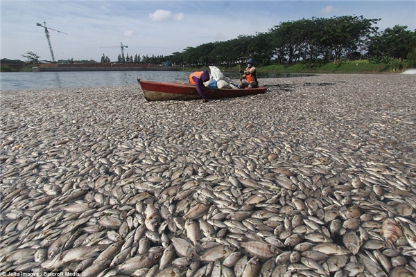 
Hàng ngàn con cá chết nổi trên mặt nước gần hồ Citra ở Jakarta, Indonesia. Ảnh: Internet