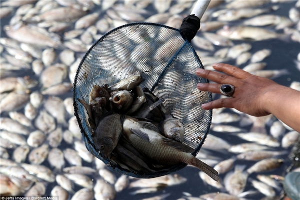 Hàng trăm tấn cá chết bất thường, người dân vô cùng hoang mang