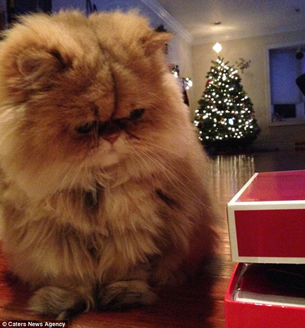
Buttercup buồn hơn khi Giáng sinh đến. (Ảnh: Internet)
