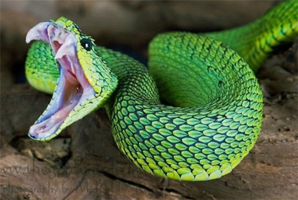  Tuy nhiên, rắn vảy gai sống xa con người nên rất hiếm trường hợp bị cắn.
