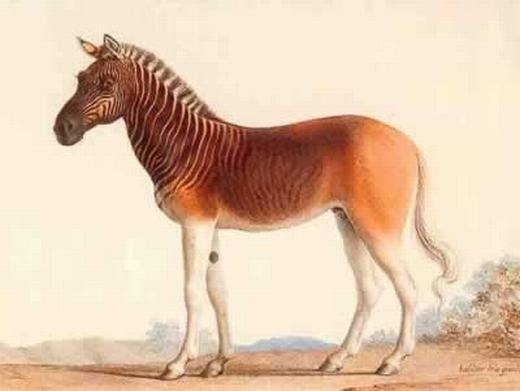 
Loài ngựa có các sọc vằn kì lạ. (Ảnh: Oddee)