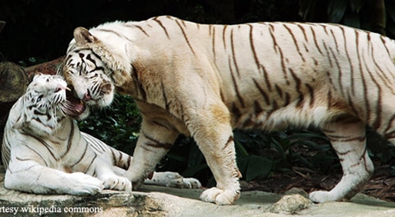 
Hổ Bengal được xem là loài cực quý hiếm. (Ảnh: Internet)