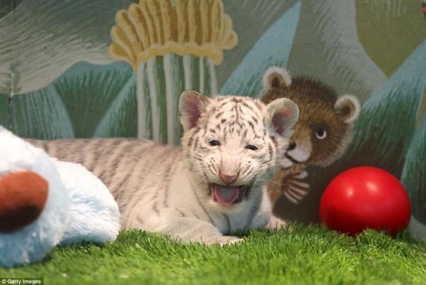 Ra đời cặp hổ trắng tự nhiên cực kì quý hiếm