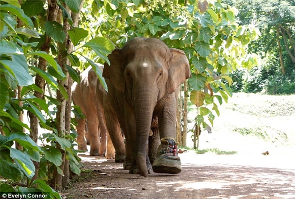 Ngạc nhiên trước chiếc giày khổng lồ dành cho cô voi bị tai nạn