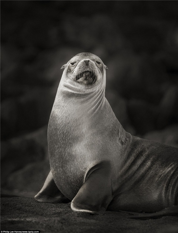 
Chú sư tư biển đơn độc ở quần đảo Galapagos, Ecuador qua ống kính của nhiếp ảnh gia Philip Lee (Anh).