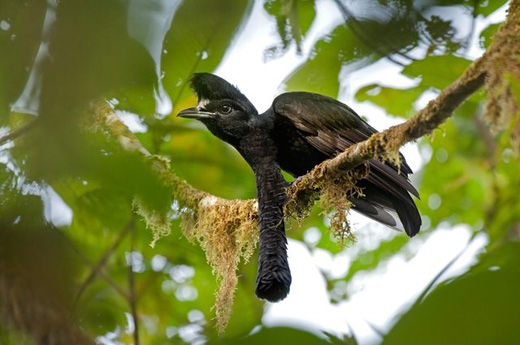 
Chim umbrellabird yếm dài: Được tìm thấy ở Colombia và Ecuador, loài chim này có điểm đặc biệt là con trống có chiếc yếm thịt thò ra từ cổ giống như gà tây, chúng sẽ xù lên để thu hút bạn tình. (Ảnh: Internet)