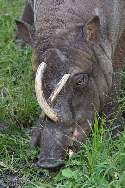 
Lợn hươu: Về cơ bản đây là một loài lợn ở Indonesia mà con đực có cặp răng nanh vểnh ngược lên mặt, nếu không mài mòn, chúng sẽ đâm thủng sọ. (Ảnh: Internet)