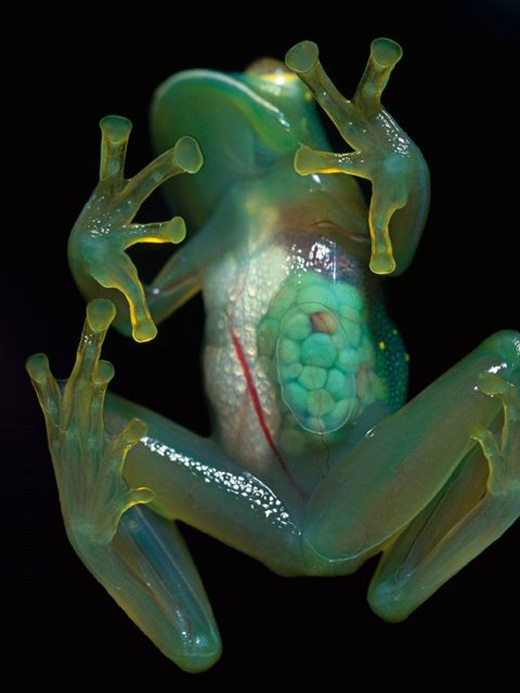 
Ếch thủy tinh: Loài ếch này ở trên nhìn bình thường, nhưng dưới bụng chúng hoàn toàn trong suốt, thấy cả nội tạng bên trong. Có một số loài ếch thủy tinh khác nhau, có thể tìm thấy ở Mexico và Nam Mỹ. (Ảnh: Internet)