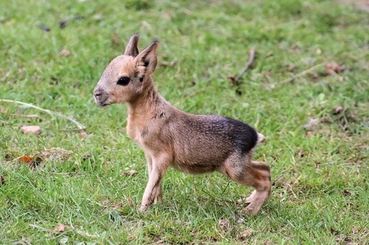 
Chuột lang Patagon: Loài chuột này nhìn vừa giống nai vừa giống thỏ, chúng sống ở Argentina, theo hình thức kết đôi vợ chồng. (Ảnh: Internet)