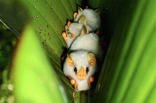 
Dơi trắng Honduras: Dài chưa đầy 5cm, loài dơi này thường ẩn nấp trong những cành lá xanh, bộ lông trắng khiến chúng khó phát hiện khi ánh nắng chiếu vào lá. Chúng thường sống ở Honduras và một số vùng ở Nam Mỹ. (Ảnh: Internet)