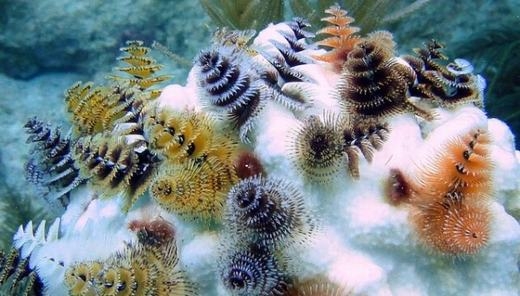 
Những "cây thông biển" mọc thành cụm trên các rặng san hô. (Ảnh: Internet)