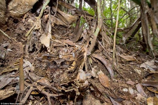 
Đôi cú muỗi Madagascar giữa thảm lá khô. (Ảnh: Internet)