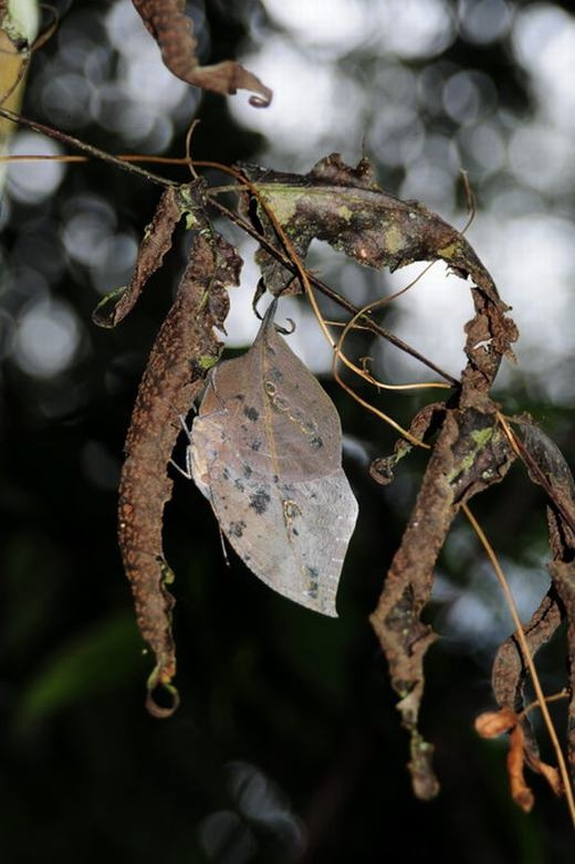 
Loài bướm mang hình hài của một chiếc lá khô, và “bướm lá khô” cũng chính là tên gọi của chúng. (Ảnh: Internet)