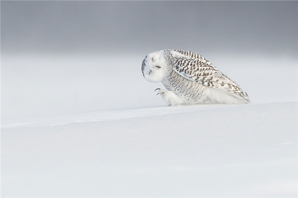 
Một con cú tuyết đang “suy tư”. Ảnh chụp tại Canada.