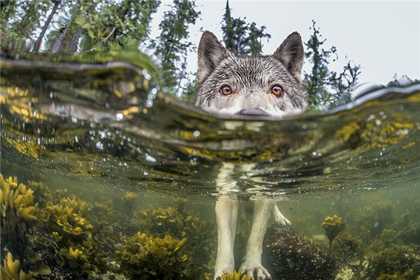 
Một con sói đang săn cá, hình ảnh cũng được ghi lại tại Canada bởi nhiếp ảnh gia Ian McAllister.