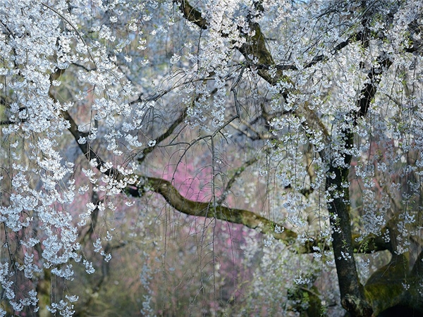 
“Vườn địa đàng” ở Nhật Bản.