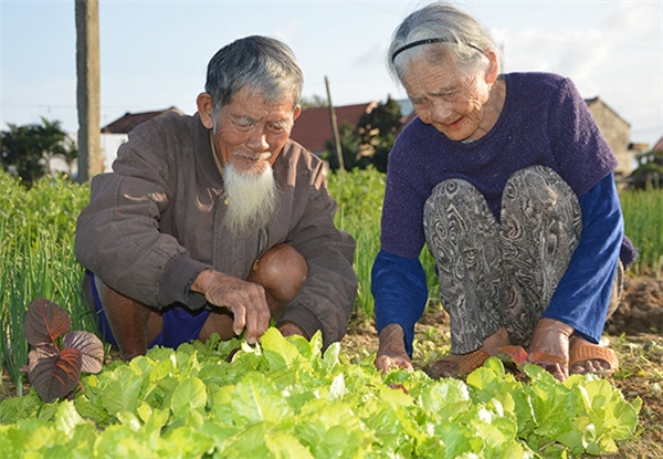 
Ông bà gắn bó với nghề trồng rau đã hơn 60 năm nay. (Ảnh: Internet)