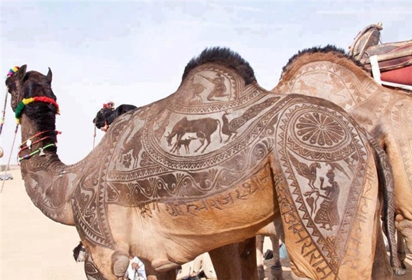 
Tác phẩm nghệ thuật trên lông lạc đà đẹp ngoạn mục được thực hiện chỉ bằng một chiếc kéo.