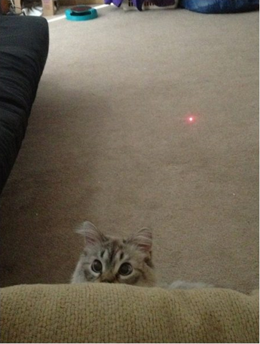 
Trò dùng đèn laser dụ mèo đã xưa rồi. (Ảnh: Viral Nova)
