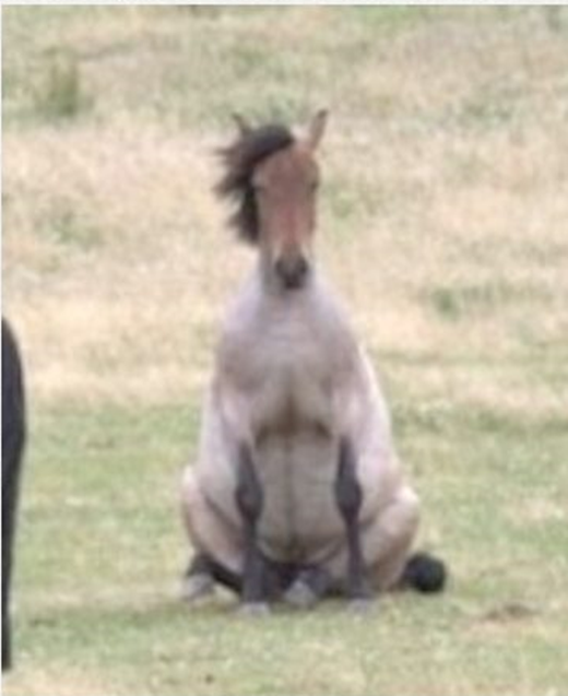 
Thử tưởng tượng khi ngựa "đua đòi" ngồi kiểu cún thì sẽ trông như thế nào... (Ảnh: Viral Nova)