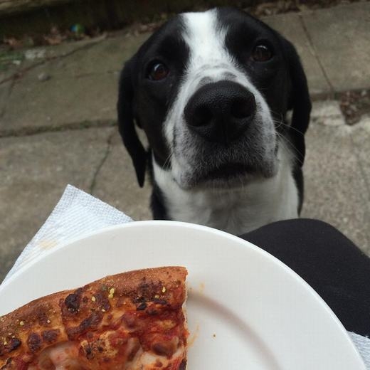 
"Pizza ư? Em thèm! Cho em một miếng đi!". (Ảnh: BuzzFeed)